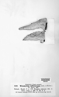 Daedaleopsis confragosa image